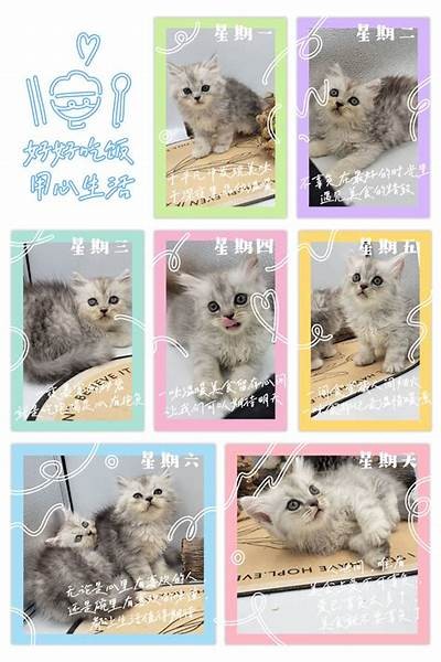 可爱猫宝宝糖心在线，与你分享萌宠日常和养护经验！