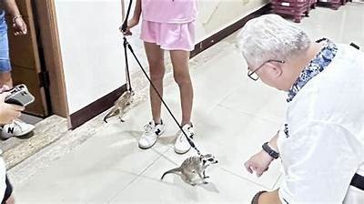 狐不妖最新作品糖心全本在线免费阅读