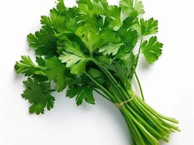 桥本香菜糖心完整版在线观看