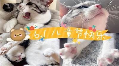 可爱糖心猫宝宝视频分享，萌宠日常陪你快乐每一天