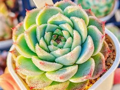 国产天鹅绒多肉植物是否能出糖心？揭秘其生长特性与养护技巧