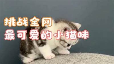 可爱猫宝宝糖心在线，带你探索萌宠世界的快乐与魅力！