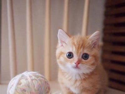 糖心橘猫：温馨甜蜜的猫咪日常在线阅读小说