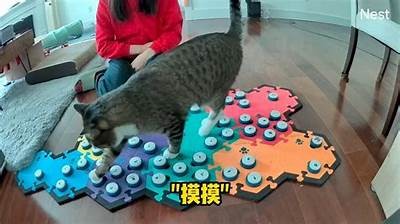 可爱糖心小猫视频分享，带你领略萌宠的趣味生活与俏皮瞬间
