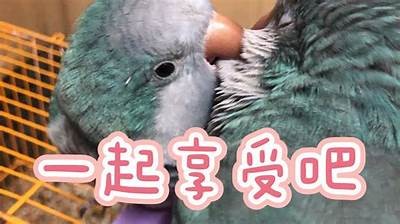 可爱兔兔的日常生活：甜蜜糖心Vlog分享快乐瞬间