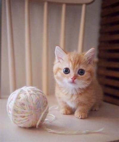 糖心橘子猫在线：可爱猫咪日常与养护小贴士