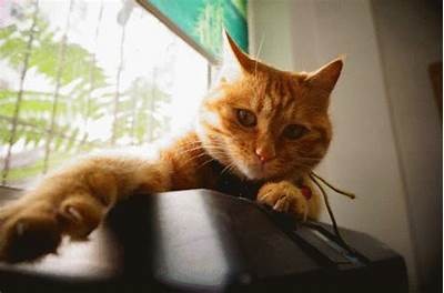 柚子猫糖心Vlog：分享国产美食与生活乐趣的日常记录