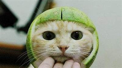 糖心VLOG官网：柚子猫的精彩生活与趣味分享
