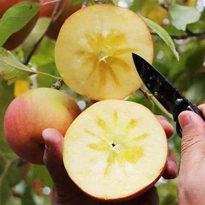 冰心糖心苹果直播在线观看：畅享甜蜜直播时光
