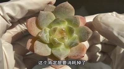 糖心视频精选：免费高清在线观看，畅享精彩内容