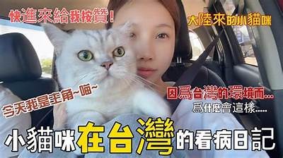 小晗喵糖心Vlog：日常生活分享与萌宠乐趣