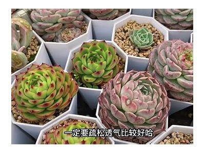 “国产天鹅绒多肉是否会出现糖心方向？探讨与解析”