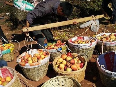 国产糖心苹果：天然甜蜜，享受健康美味的水果之选