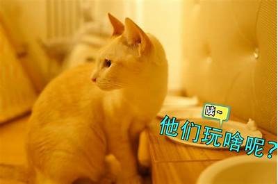 探索糖心VLOG：遇见可爱柚子猫的奇妙时光