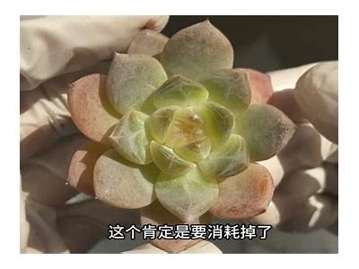 糖心剧情全集在线免费观看
