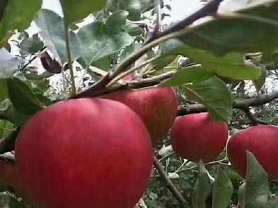 国产糖心麻豆，甜蜜口感带来舌尖上的享受！