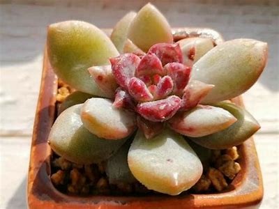 糖心亨利夫妇在线观看，精彩剧情等你来探索！