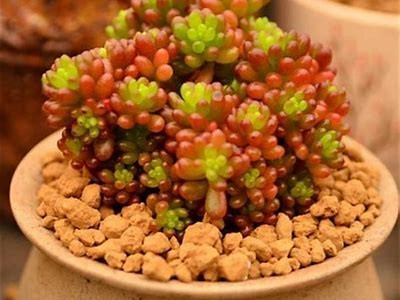 国产天鹅绒多肉植物会否出现糖心特征？详细解析与养护建议
