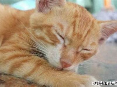 糖心Vlog：全新柚子猫视频免费观看，快来体验可爱之旅！