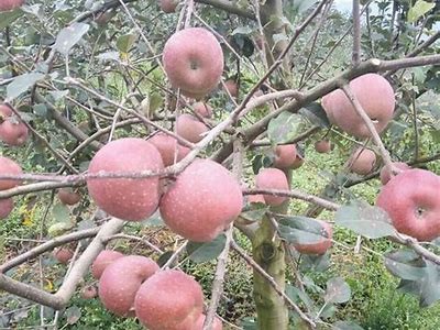 国产糖心苹果的口感与营养调查，值得尝试吗？
