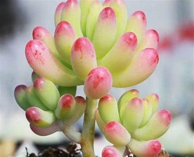 多乙在线观看糖心：甜蜜视听盛宴，精彩内容不容错过