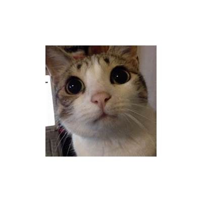 糖心柚子猫视频全集：萌宠互动精彩瞬间，不容错过的可爱内容
