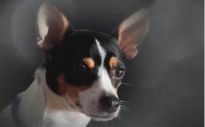 糖心恶犬免费在线观看，高清完整版剧情介绍与影评解析