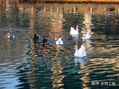 国产天鹅绒多肉是否会出糖心？详解其生长特性与护理要点