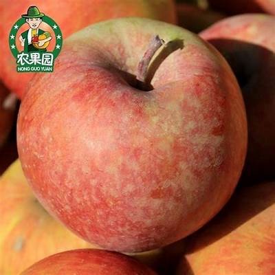 桔子糖心：一段甜蜜而复杂的爱情故事在线阅读