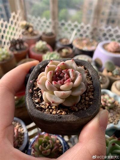 多肉植物国产天鹅绒是否会出现糖心情况？探讨与检视