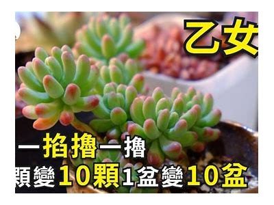 多乙：糖心在线观看 - 快来体验甜蜜冒险的电影之旅