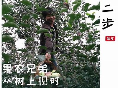 糖心在线：探索国产糖心苹果的独有魅力与美味享受