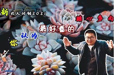 绝配苏心糖在线观看：畅享甜蜜爱情故事的国语版精彩内容
