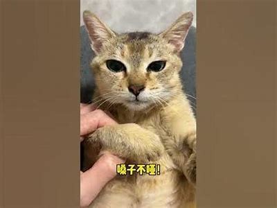 糖心小狐狸完整版高清视频在线观看，甜蜜可爱的小狐狸冒险故事等你来享！
