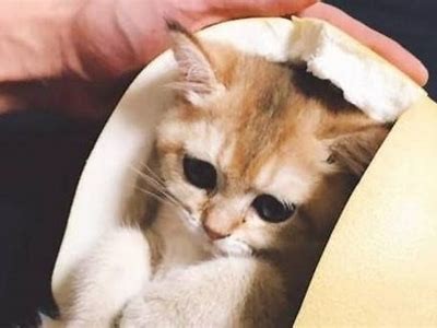 糖心Vlog：探索柚子猫的可爱日常与温馨瞬间
