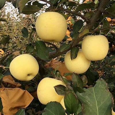 “国产糖心苹果的特点与种植优势研究”