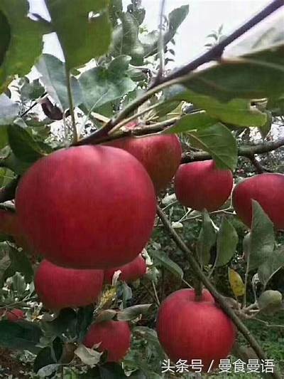 国产糖心苹果的营养价值与市场前景研究