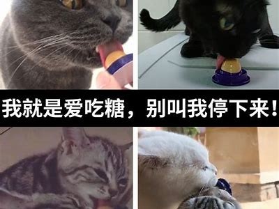 在线糖心柚子猫：宠物猫咪的甜蜜生活与护理指南