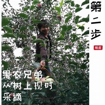 糖心苹果：为您揭秘国产出名糖心的美味与营养价值