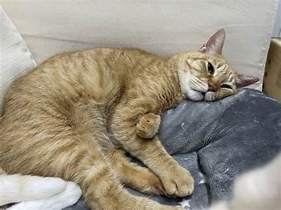 橘子猫糖心在线：宠物猫咪的乐趣与养护秘籍