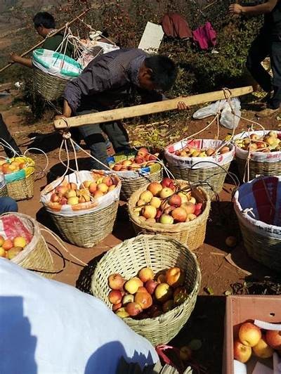糖心苹果介绍：营养价值、口感特点及种植方法详解