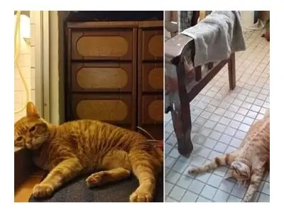 糖心橘猫：温馨治愈的萌宠奇幻之旅在线阅读