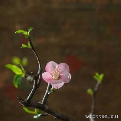 糖心福宝：甜蜜人生的幸福冒险小说在线阅读