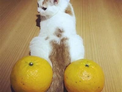 糖心Vlog：免费版柚子猫视频，快乐生活分享