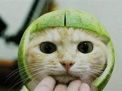 猫先生糖心vlog：探索猫咪生活的甜蜜瞬间与趣味日常