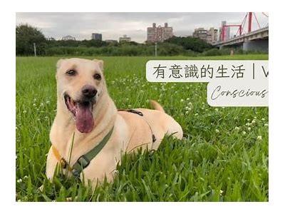 探索新鲜生活：糖心VLOG带你走进美好每一天