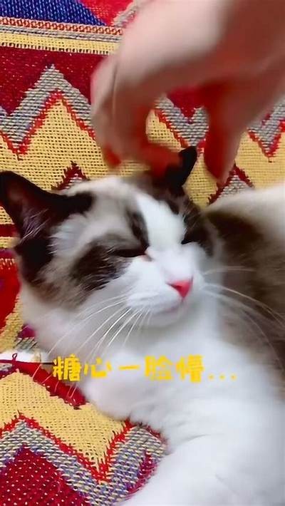 糖心小猫国语版在线观看，甜蜜治愈的小猫故事尽在此处！