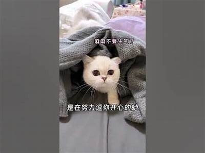 糖心驯鹿：可爱萌宠带你探索奇幻世界的精彩视频