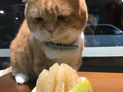 糖心Vlog：萌宠柚子猫的可爱日常与趣味视频分享