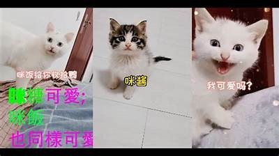 糖心驯鹿视频分享：温馨可爱的小鹿故事与精彩片段